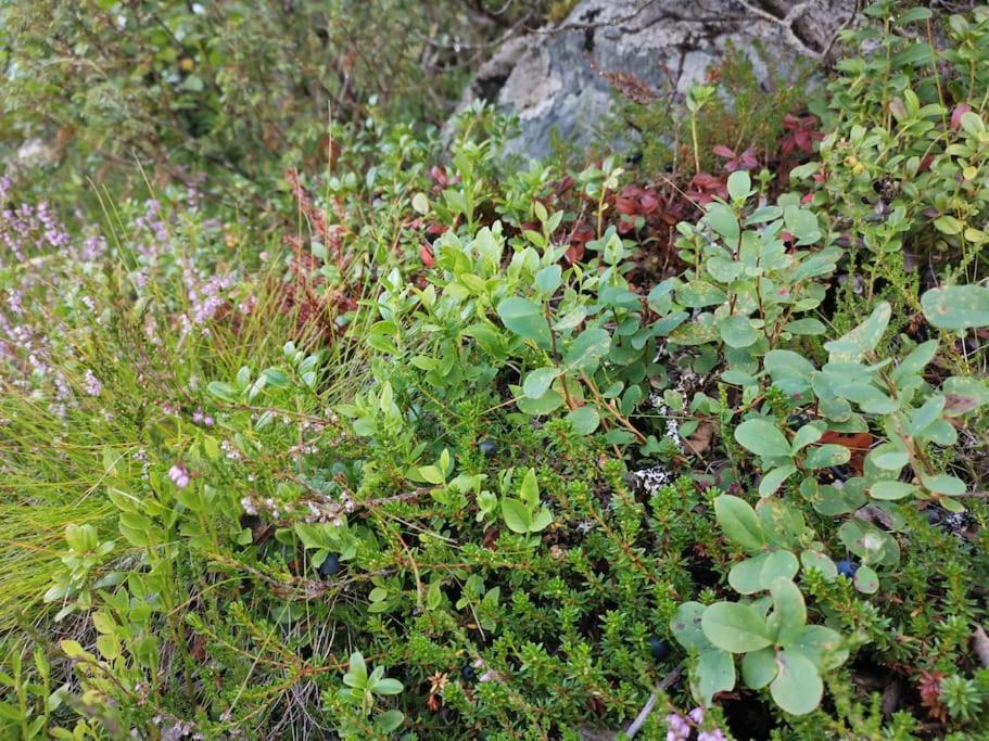Na Er Vinteren Kommet Til Hallingdal Ол Екстер'єр фото