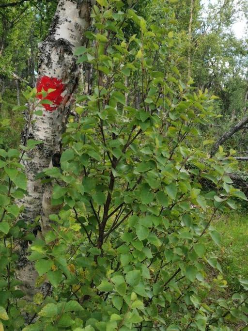 Na Er Vinteren Kommet Til Hallingdal Ол Екстер'єр фото